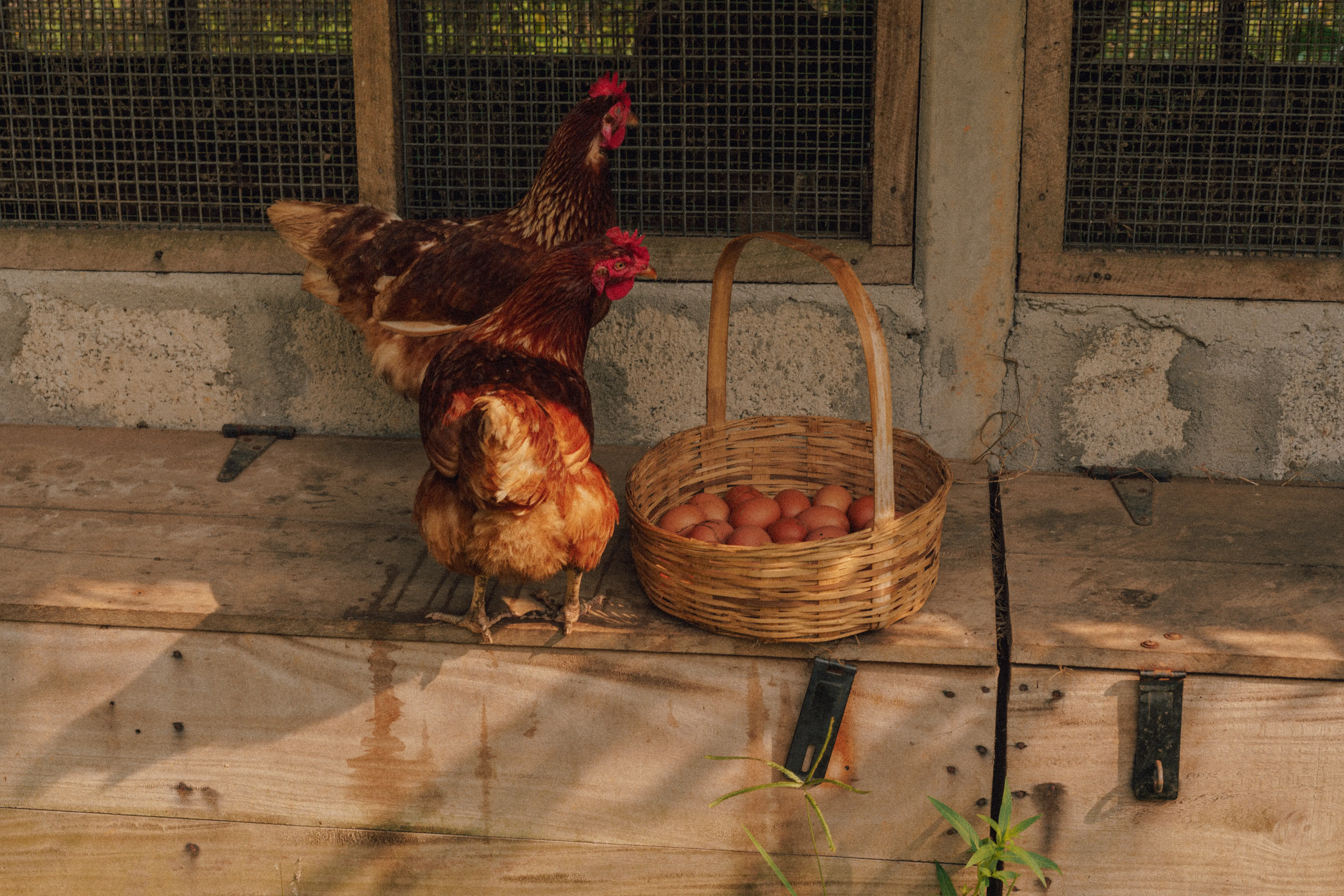 Hens near basket